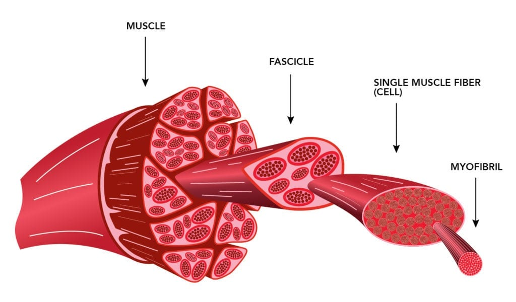 Muscle Fiber parts what happens when being stretched to muscle