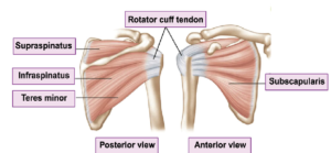 Rotator-cuff-trigger-point