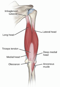 triceps location for stretching help