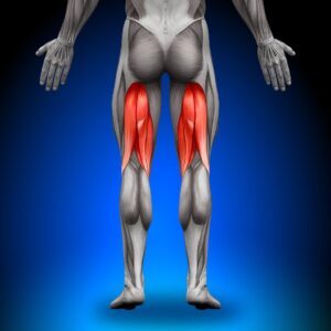 Hamstring-muscle-visual