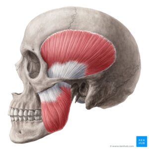 jaw trigger pointing