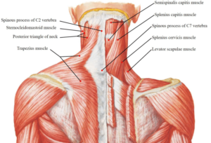 neck muscles for trigger pointing