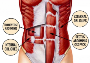 abdominal layers image