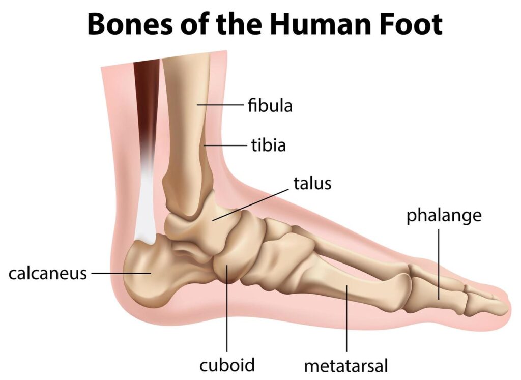 bones and muscle of the foot and ankle section