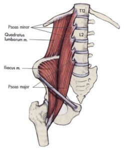 QL muscle location