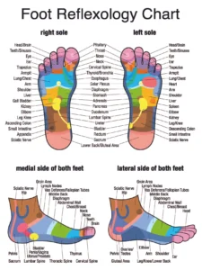 Foot reflexology chart and foot heat map with identifiers!