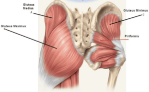 Glute diagram