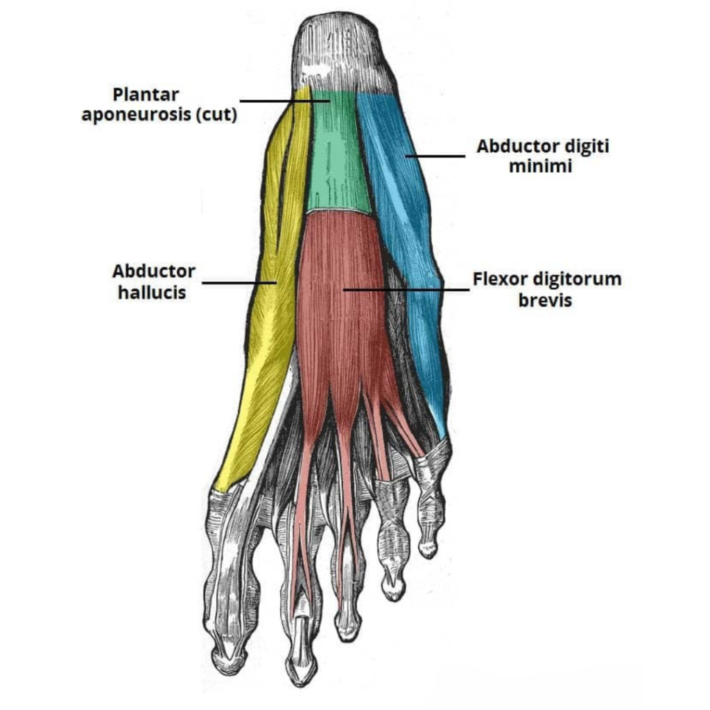 Plantar muscles to stretch