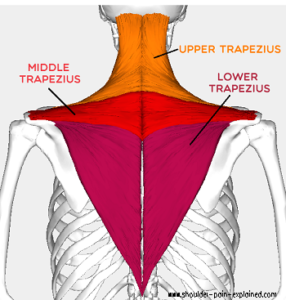 Trap trigger point image