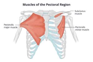 chest-muscles-trigger-point