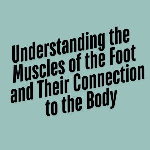 understanding the muscles of the feet article