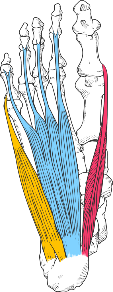 superficial muscles of the plantar foot for trigger point therapy