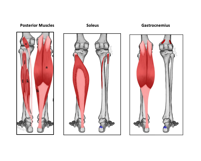 calf muscle diagram