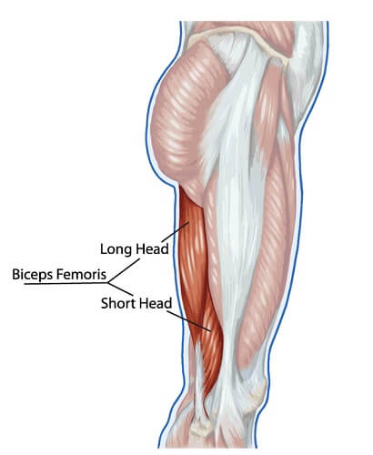 hamstring side diagram