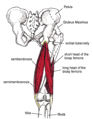 hamstring pelvis connection