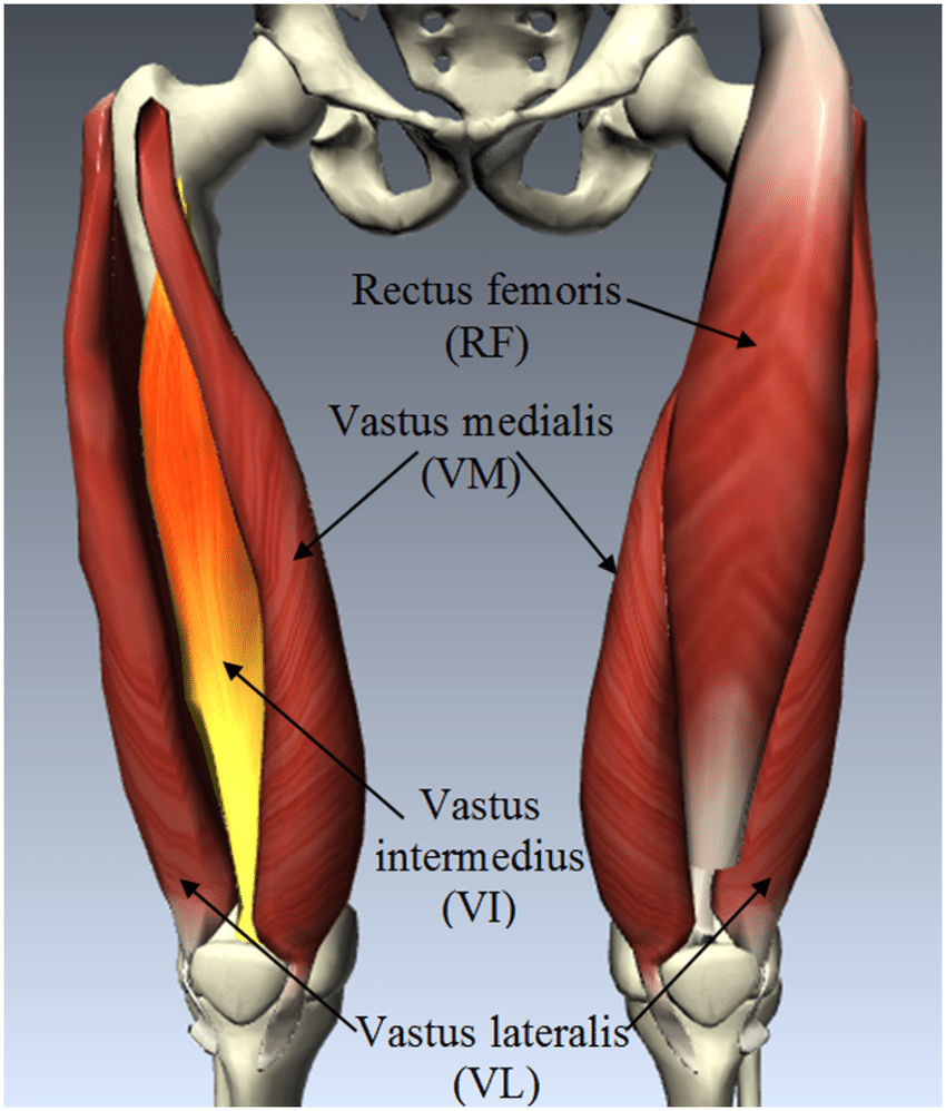 quadriceps muscles