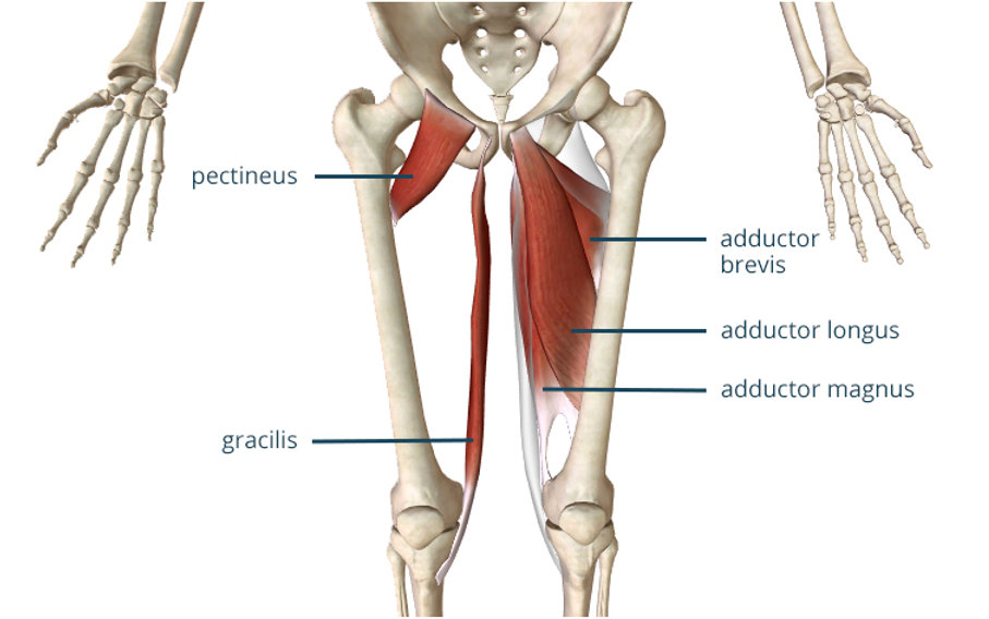 adductor muscle diagram
