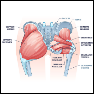 fix your glutes category page link button