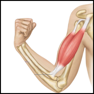 fix your biceps category page link button