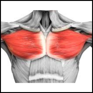 fix your chest category page link button
