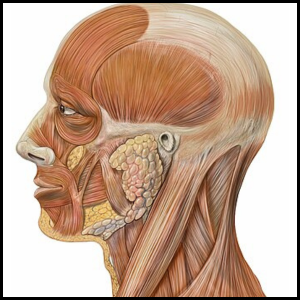 fix your fascial muscles category page link button