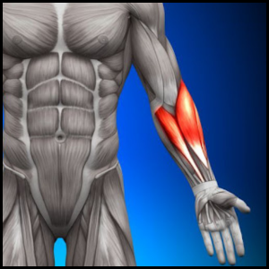 fix your forearm category page link button