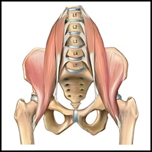 fix your hip flexors category page link button