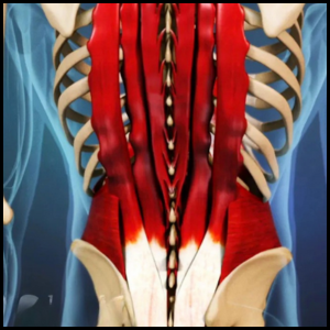fix your lower back category page link button