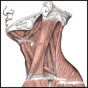 fix your neck muscles category page link button
