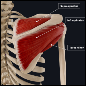 fix your rotator cuff category page link button
