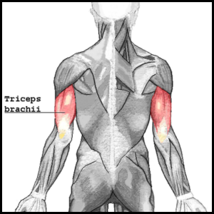 fix your triceps category page link button