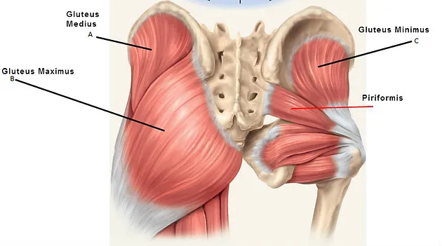 Glute max,med and min picture