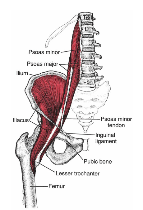 Iliopsoas muscle location