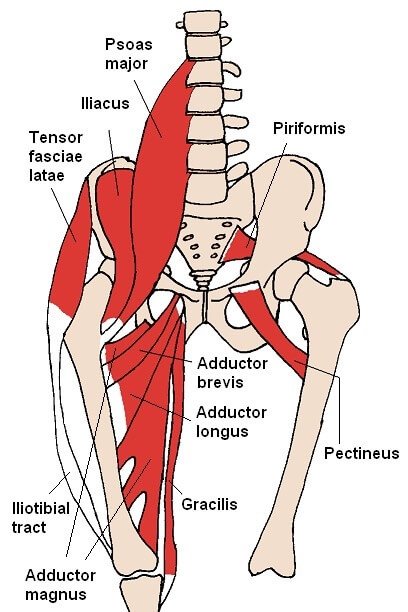 flexor muscles of the hip
